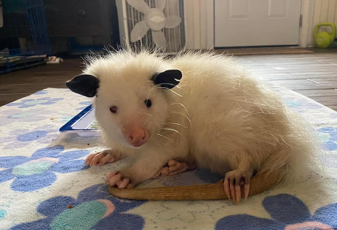 white opossum
