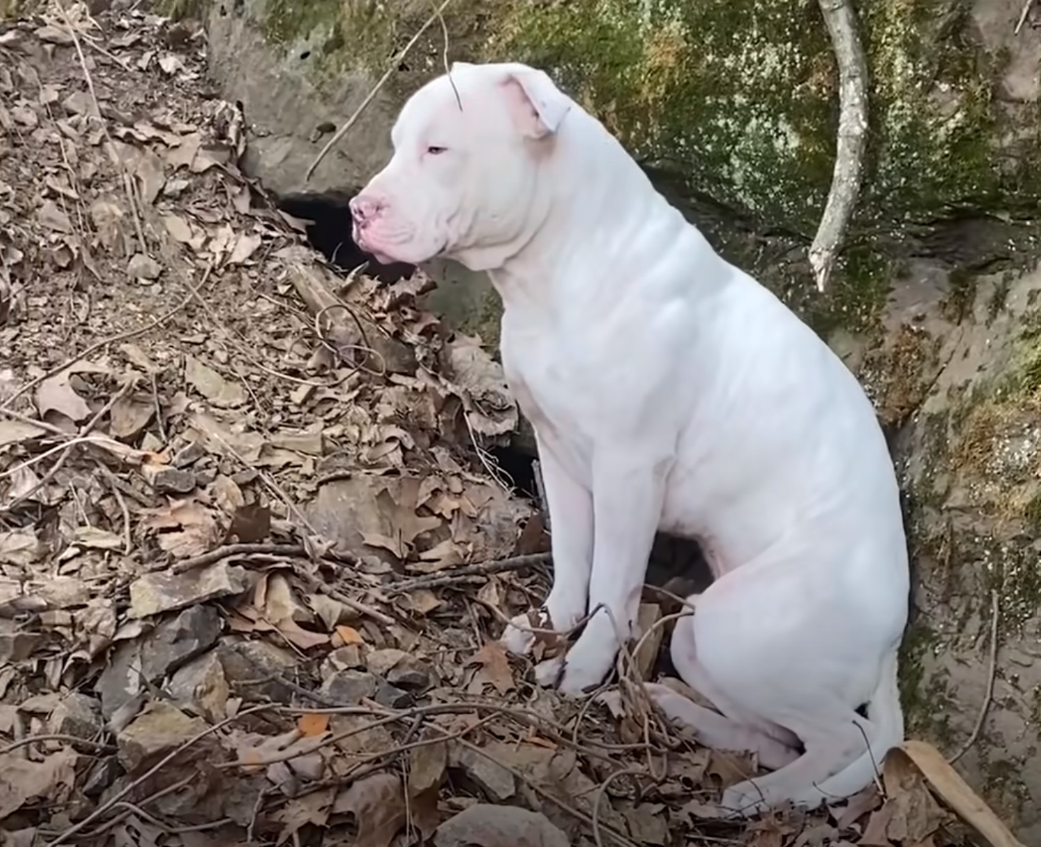 white pit bull sitting in the leaves