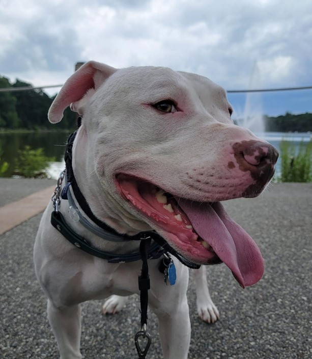 white pit bull with tongue out