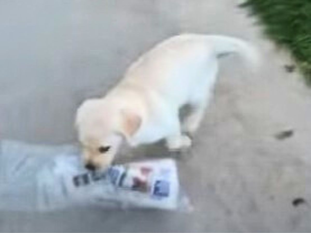 white puppy holding a paper in mouth