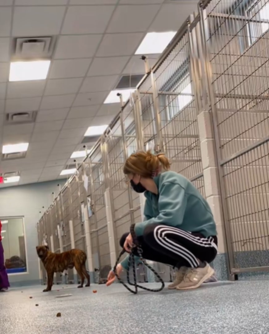 woman and dog in shelter