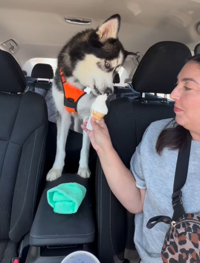 woman and husky in car