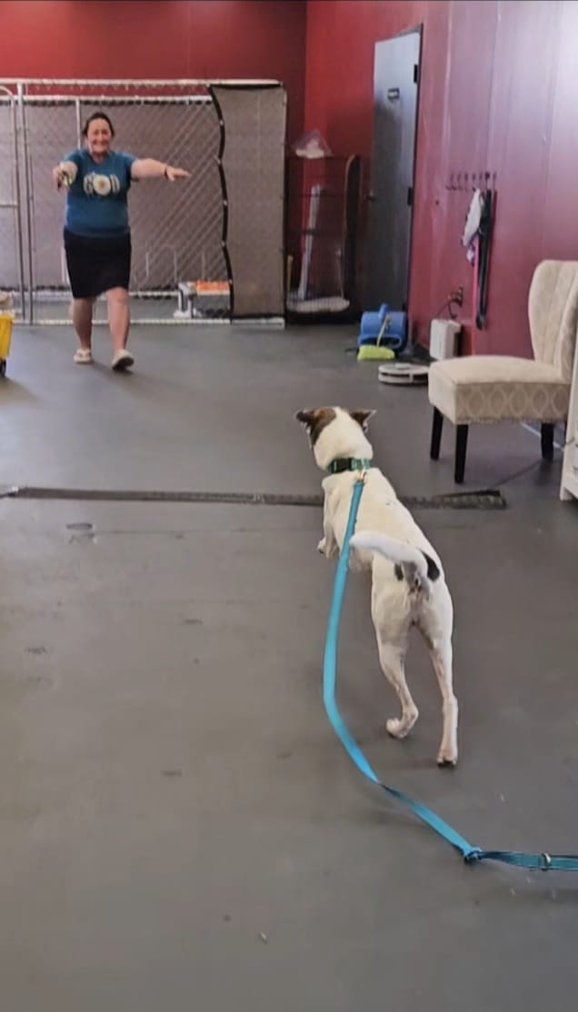 woman and senior dog