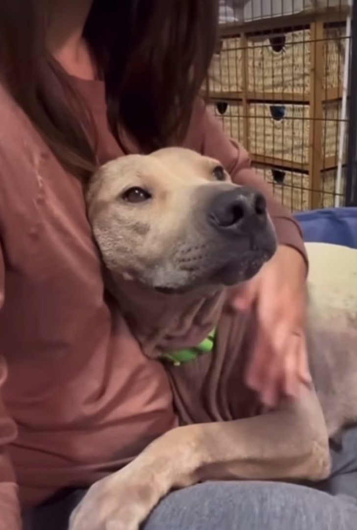 woman and shelter dog