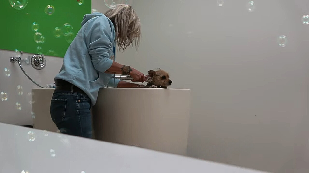 woman bathing a dog