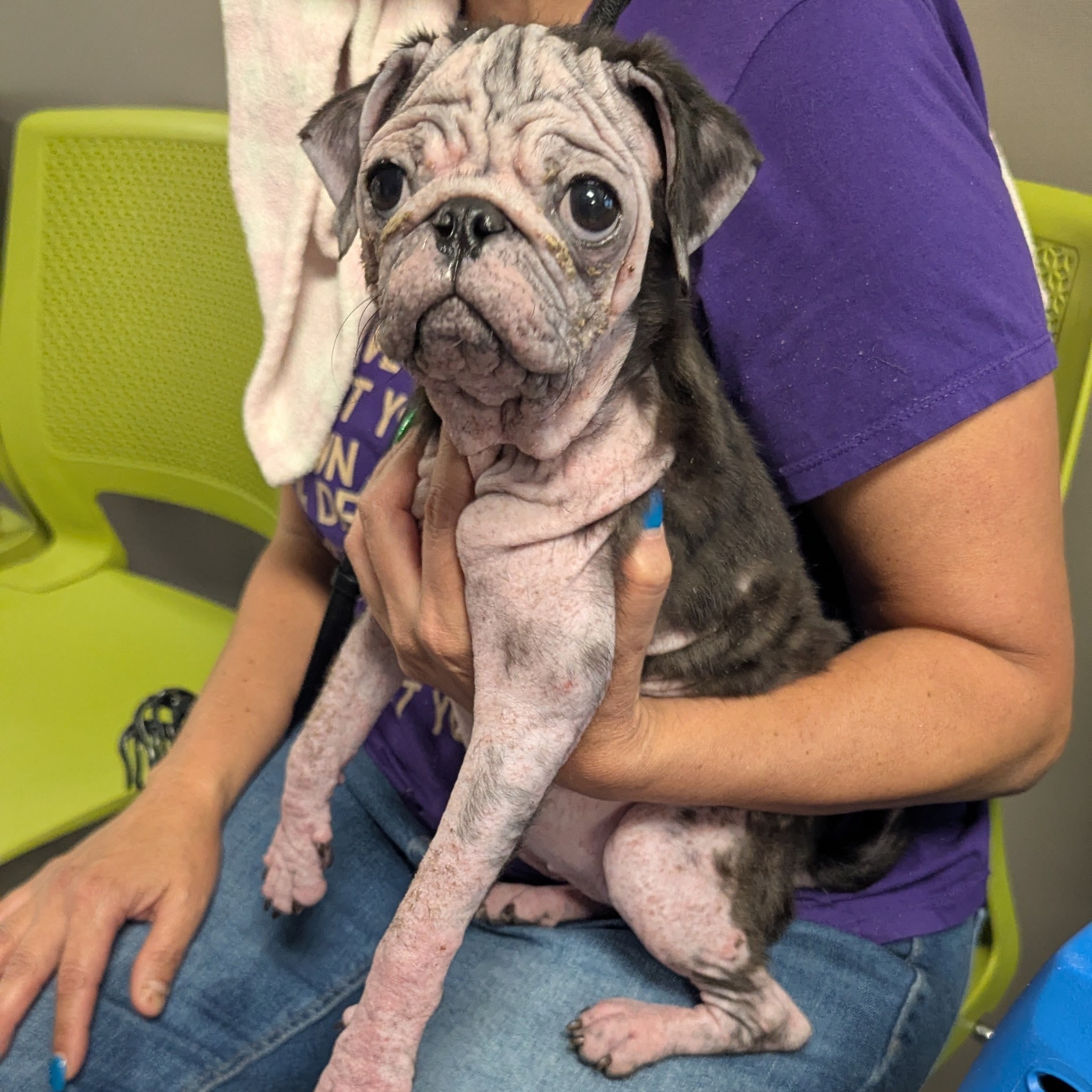 woman holding a dog with skin problems