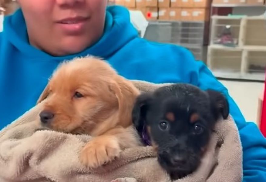 woman holding black and brown dogs