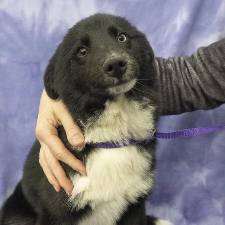 woman hugging black and white dog