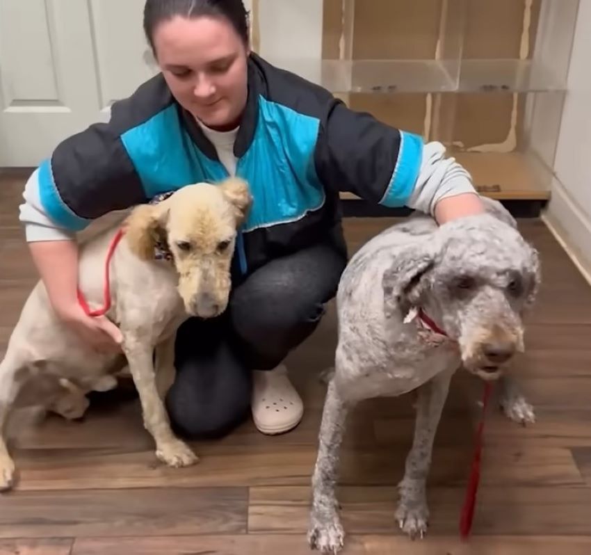 woman hugging two dogs with haircuts