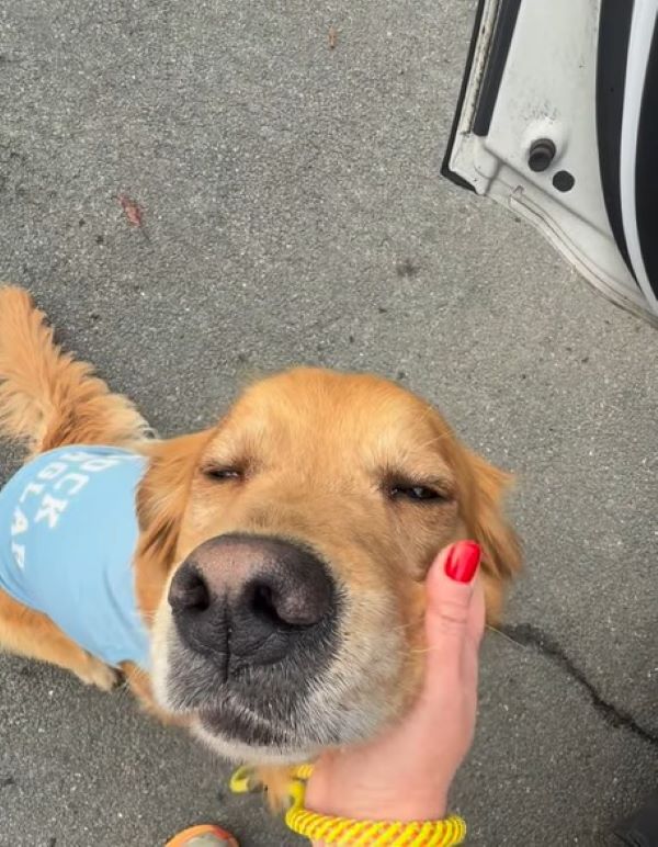 woman petting a brown dog