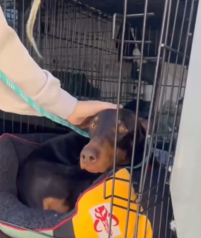 woman petting a dog in a cage