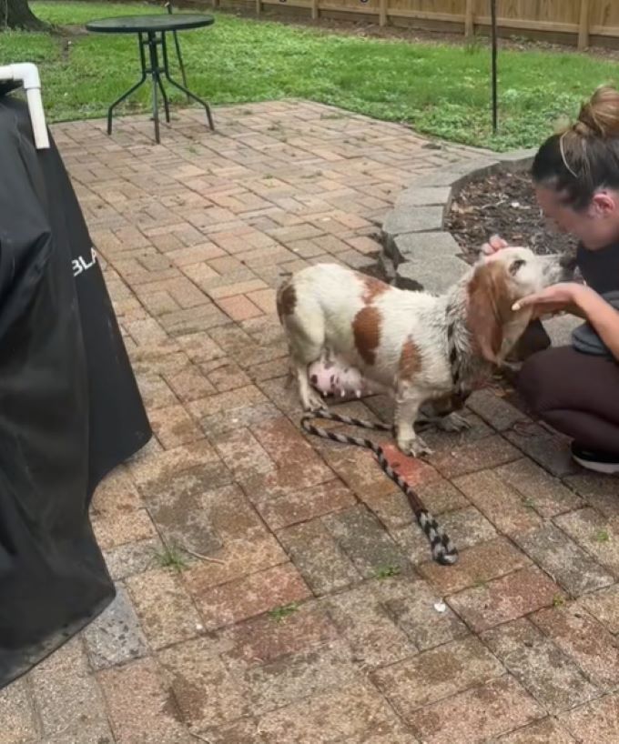 woman petting a dog on the sidewalk