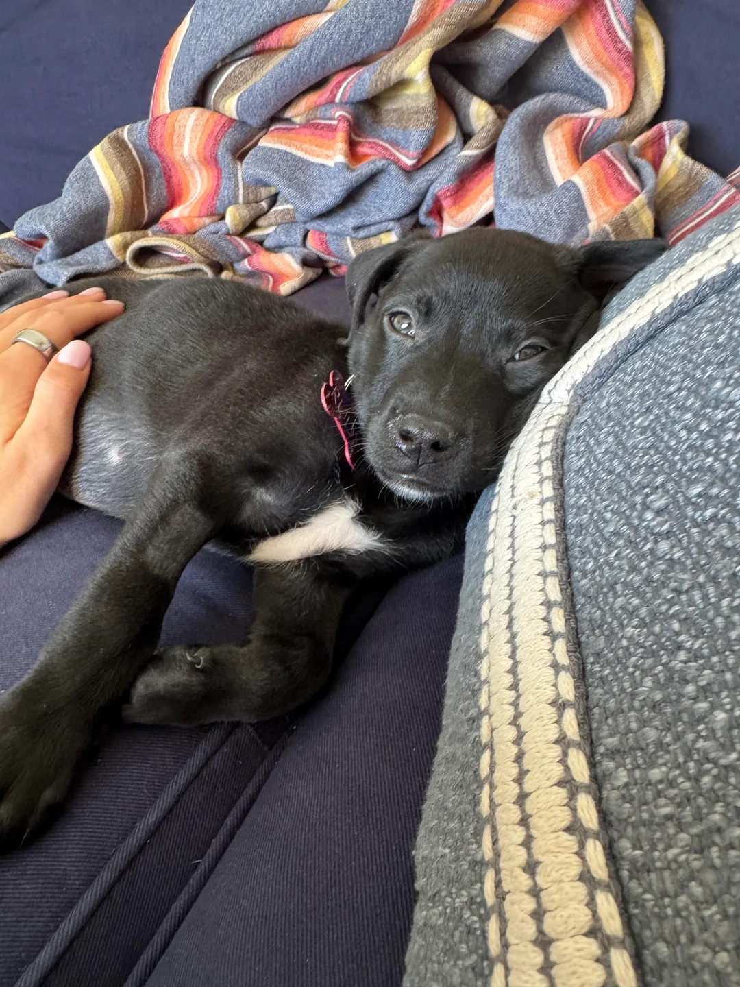 woman petting black puppy