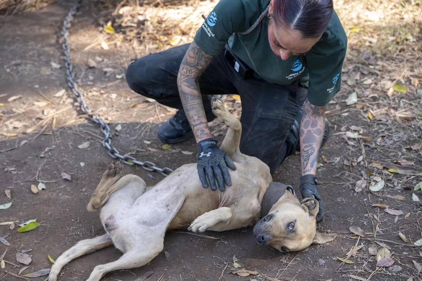 woman playing with dog