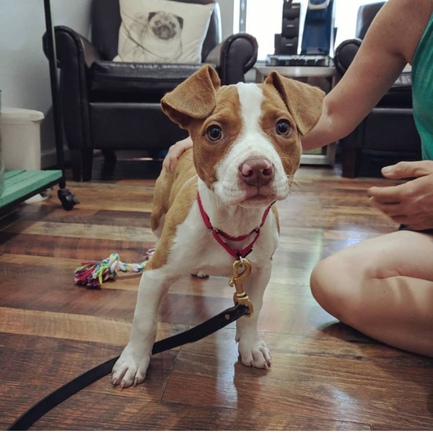 woman sitting next to a dog