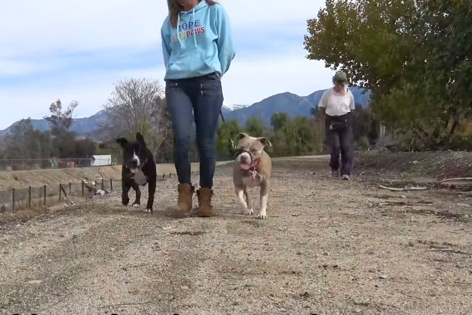 woman walking a two dogs