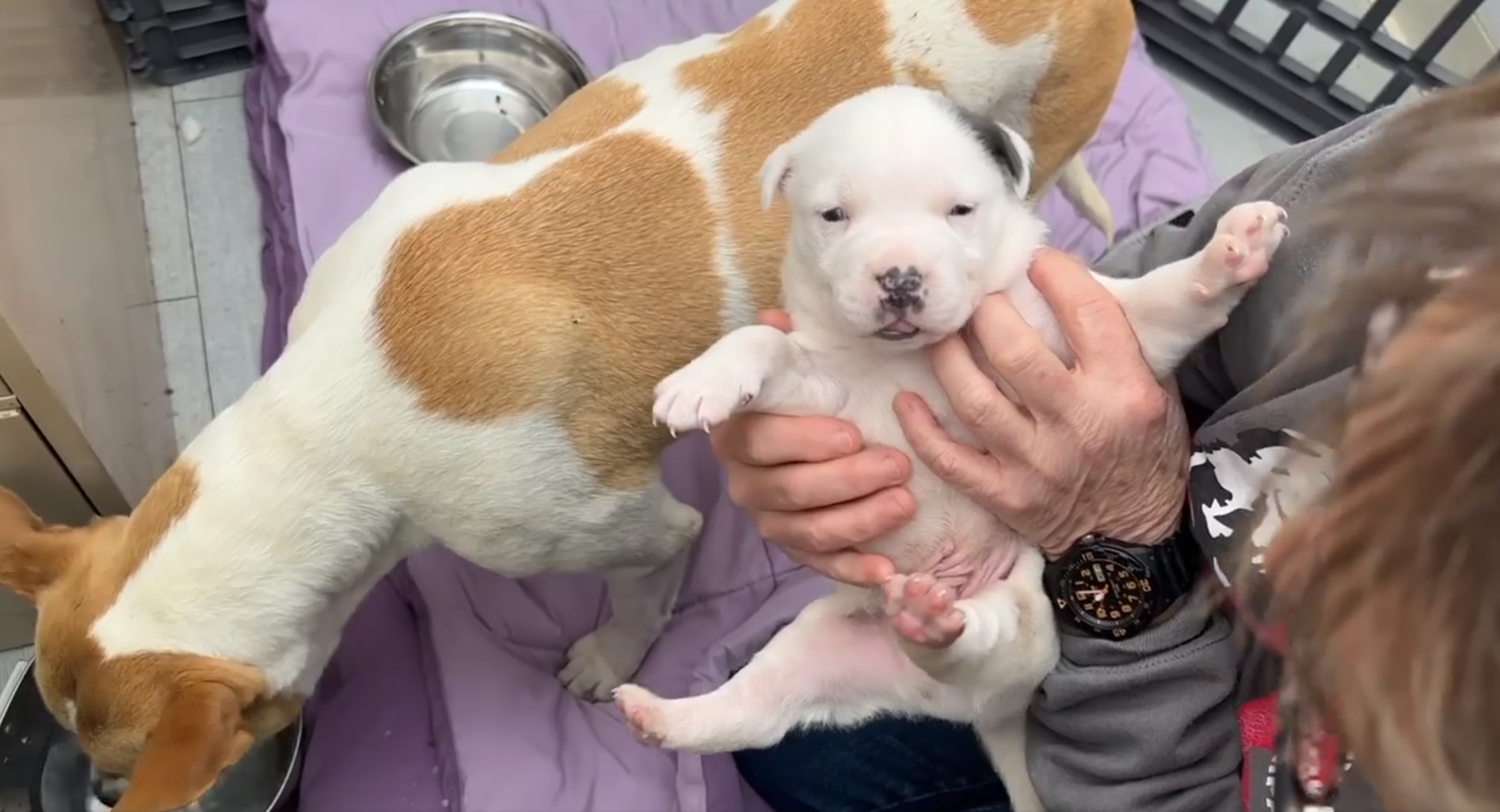 woman with mother dog and puppy