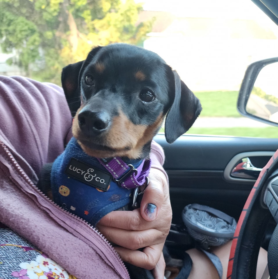 woman with puppy in car