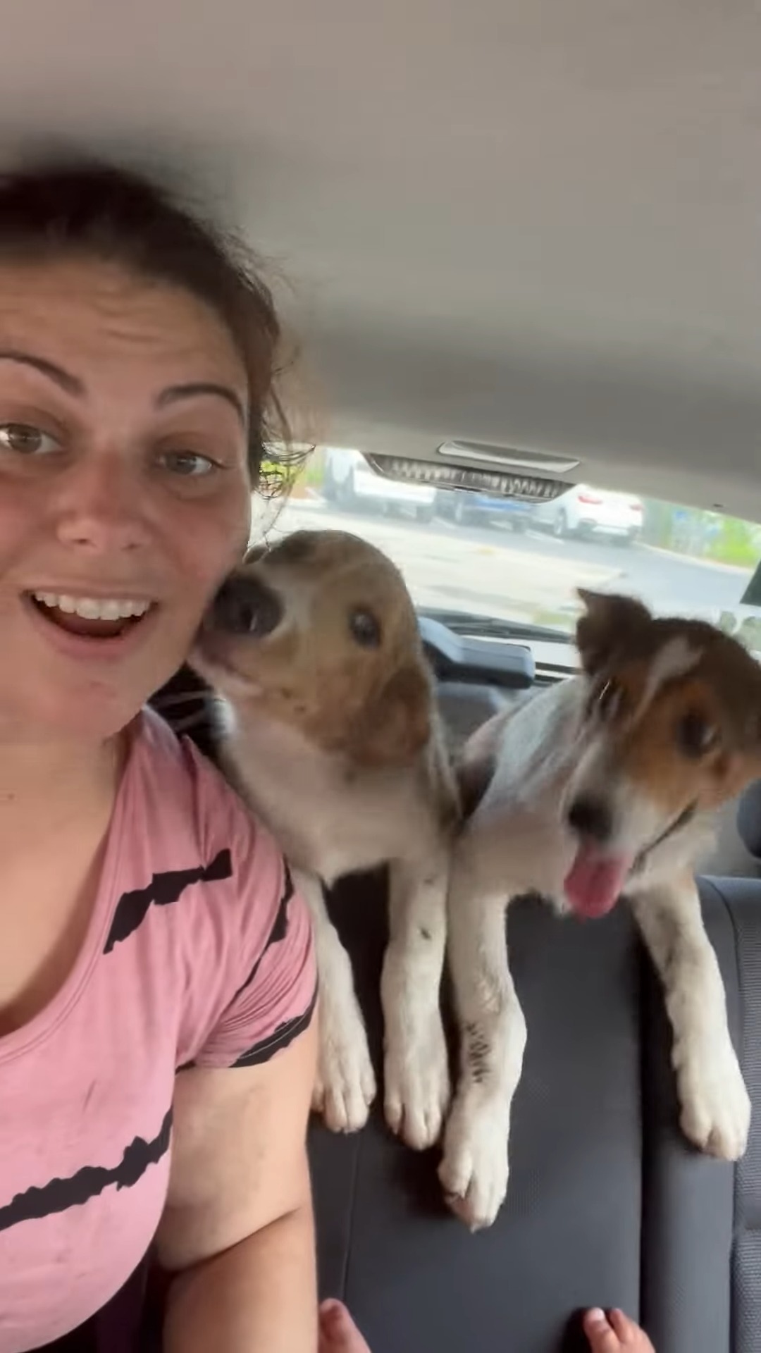 woman with two dogs in car