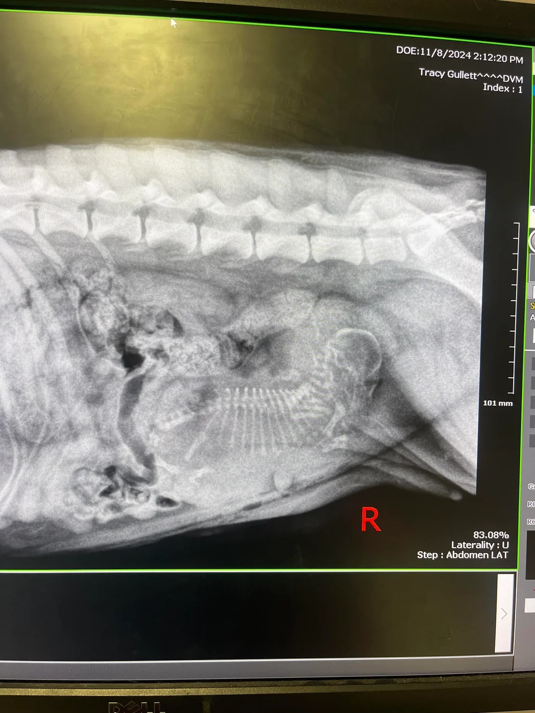 x-ray of dog
