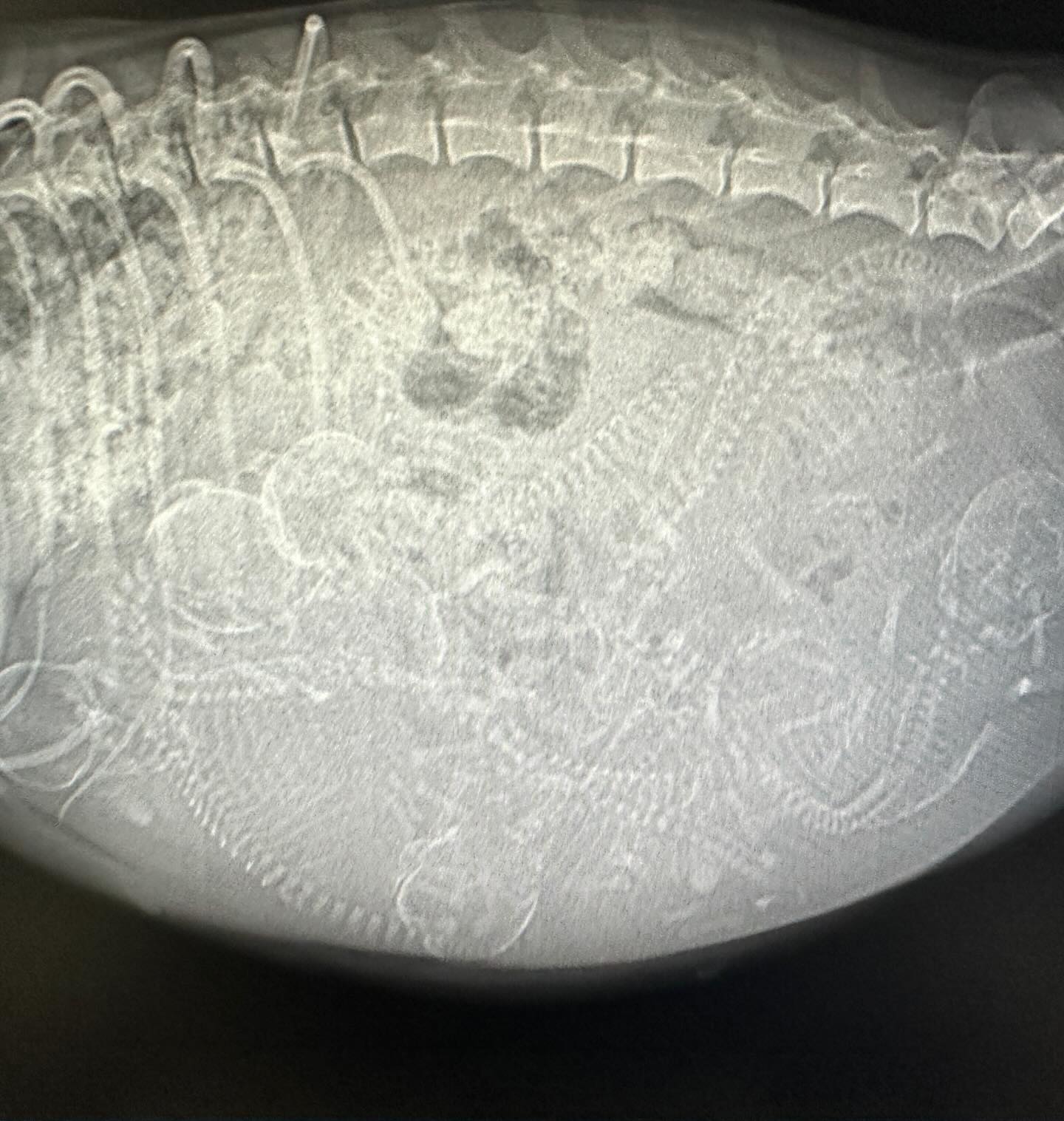 x-ray of pregnant dog