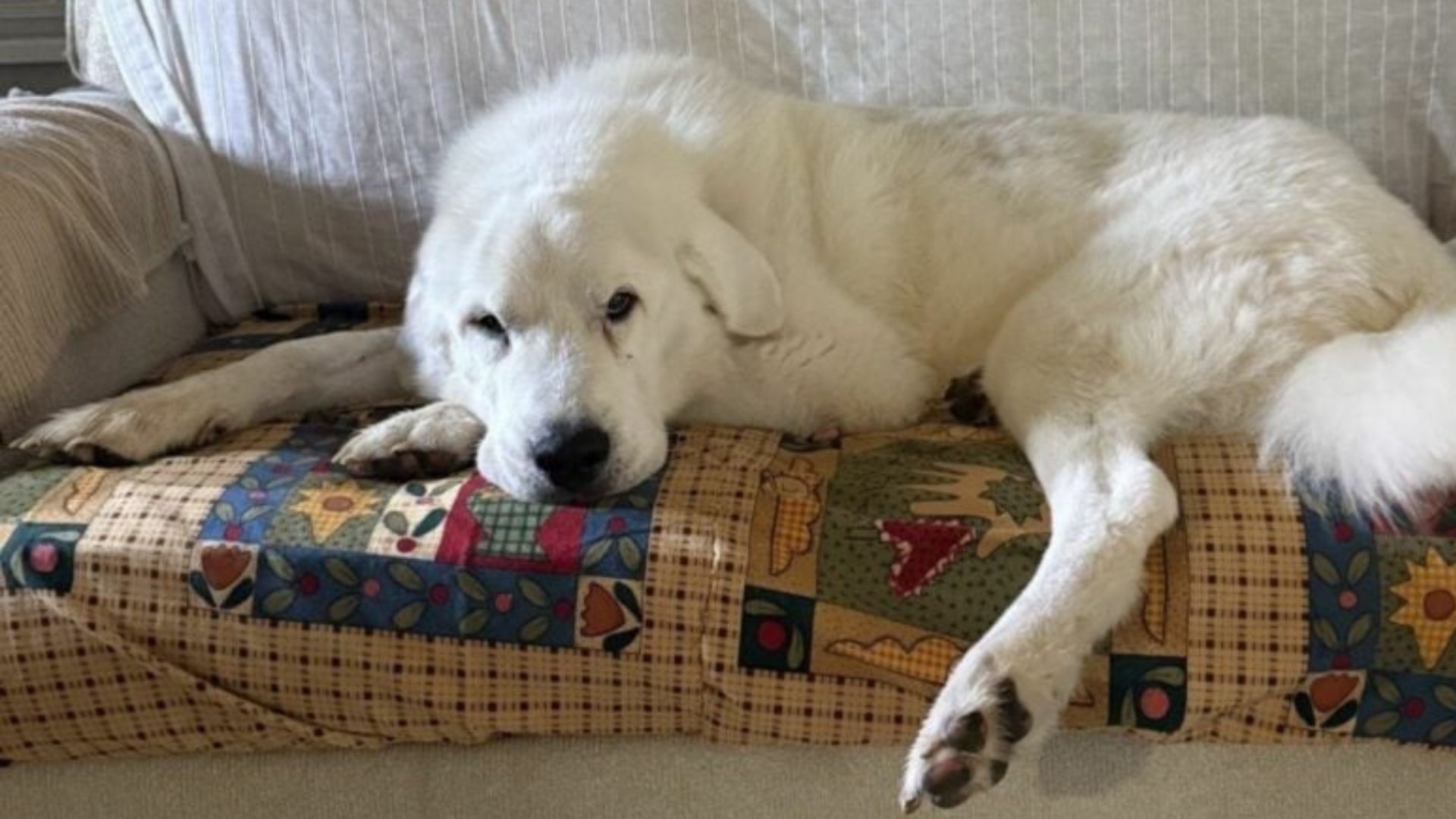 10-Year-Old Michigan Rescue Dog Fakes Weakness, Finds A Loving Home And New Life