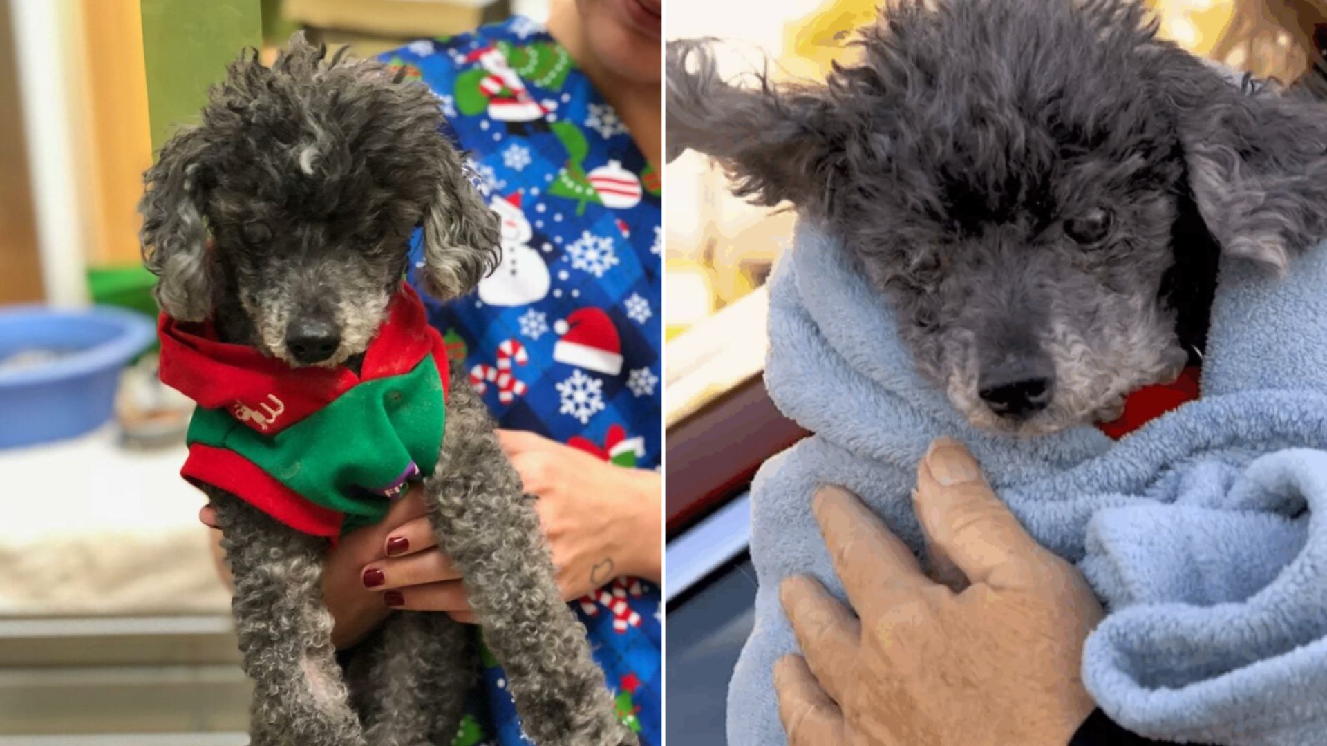 A Blind Senior Dog Is Left At A California Vet’s Office, And The Staff Realize The Heartbreaking Truth
