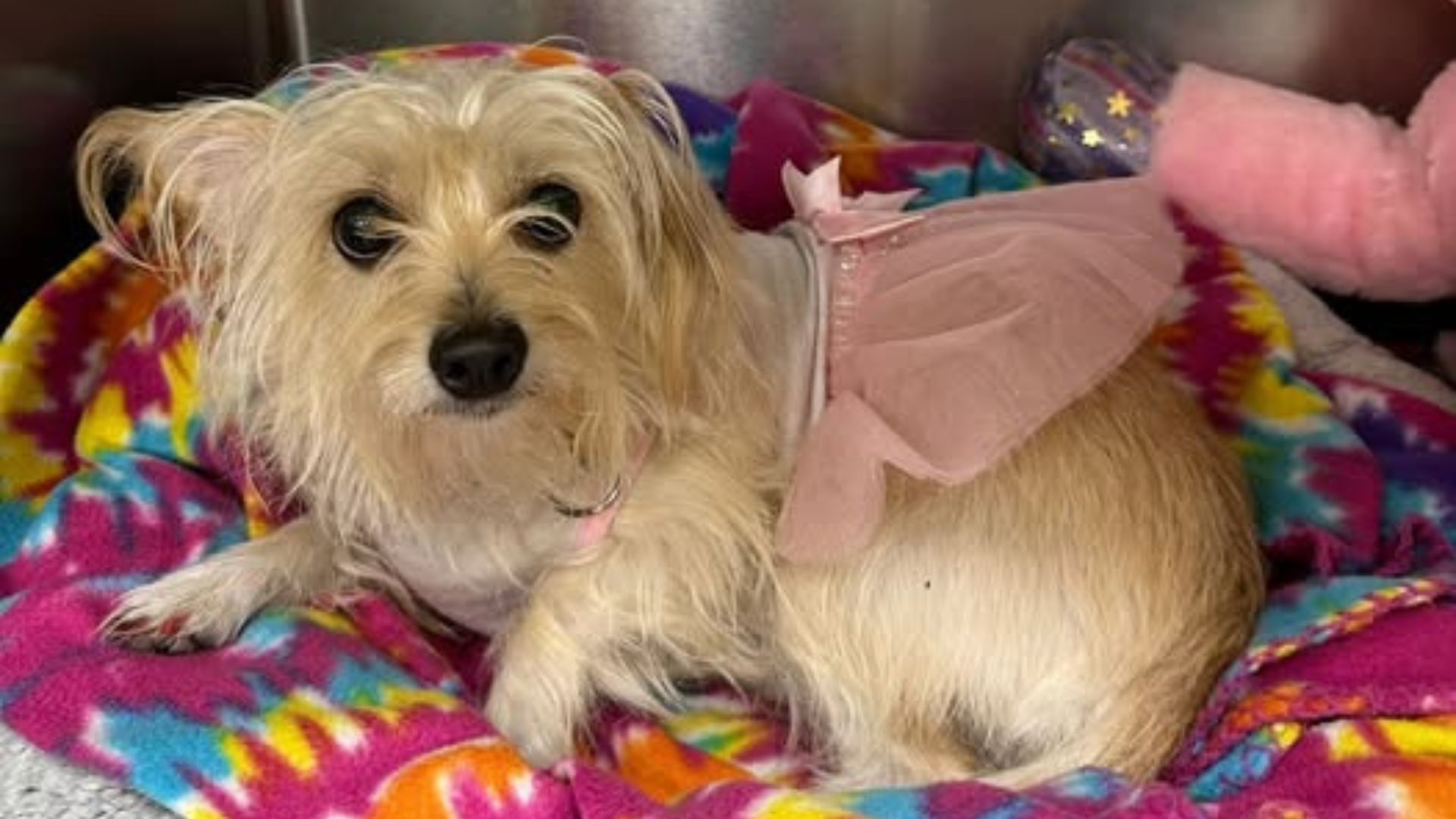 A Dog In Florida Wearing A Tutu Is Left At A Shelter With A Bag Of Clothes That Says Everything