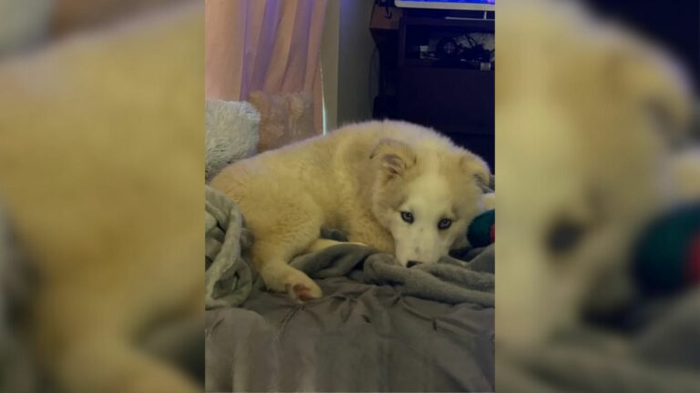 cute husky