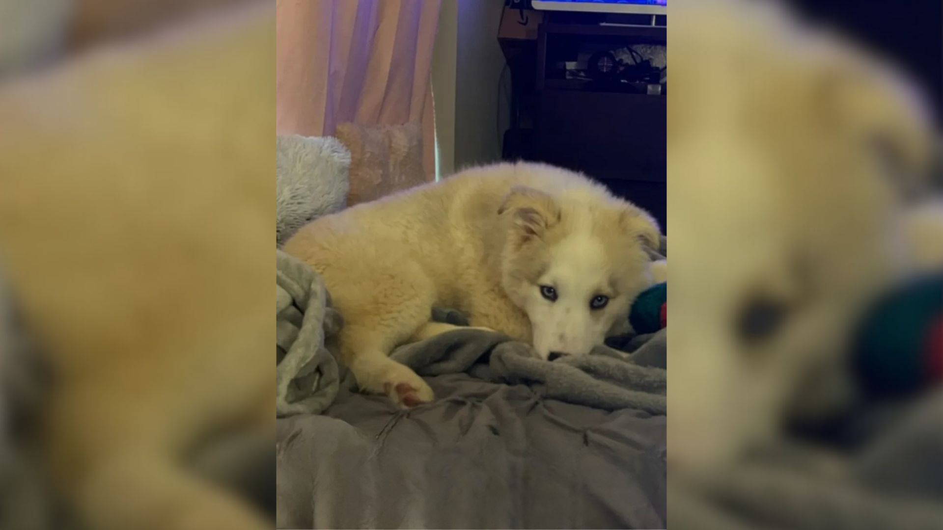 A Husky Mix Kept Getting Returned Until One Arkansas Woman Chose Her Forever No Matter What