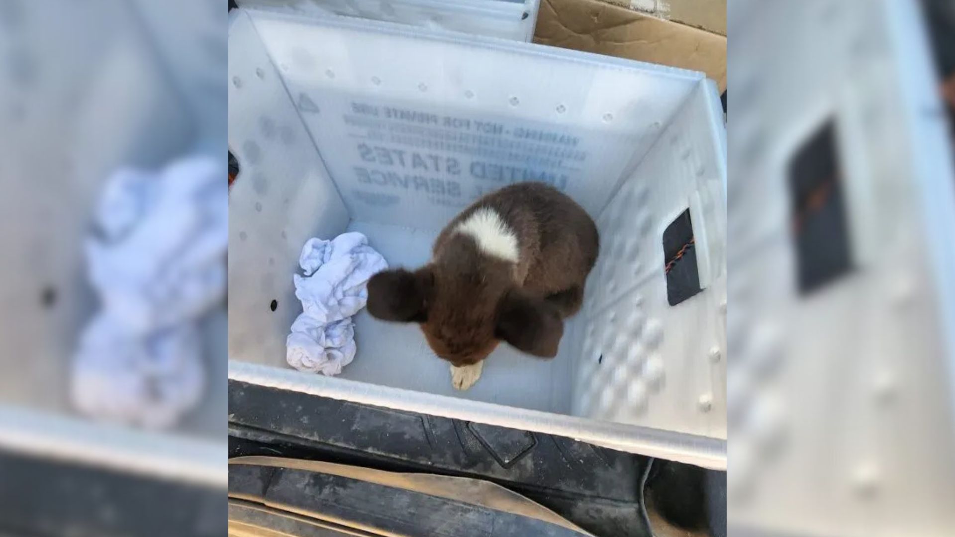 A Routine Mail Route In South Dakota Turns Emotional When One Worker Notices Movement By The Roadside