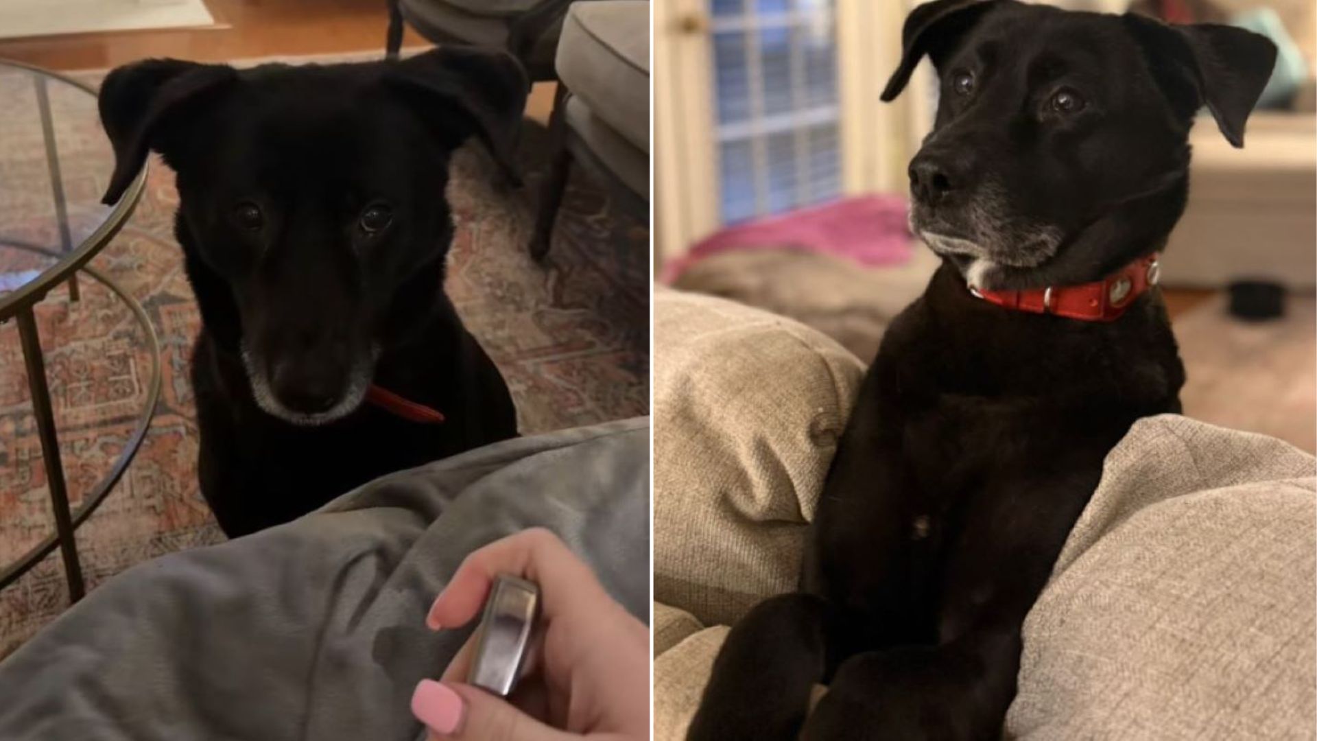 A Simple Cleaning Day Turns Surprising When This Tennessee Dog Does Something Remarkably Sweet