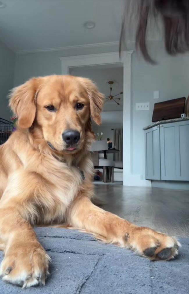 A beautiful dog is lying on the floor