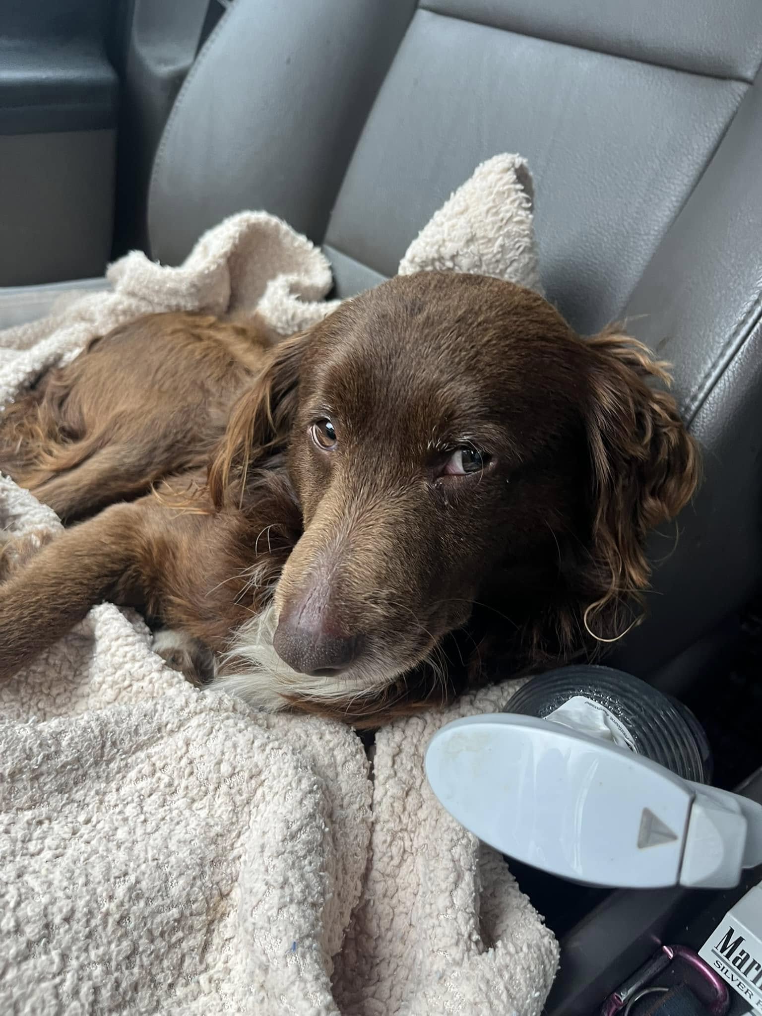 A brown dog is lying in the car on the seat