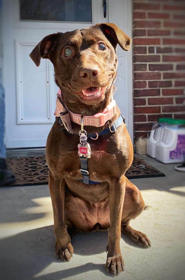 A brown dog is sitting in front of the door