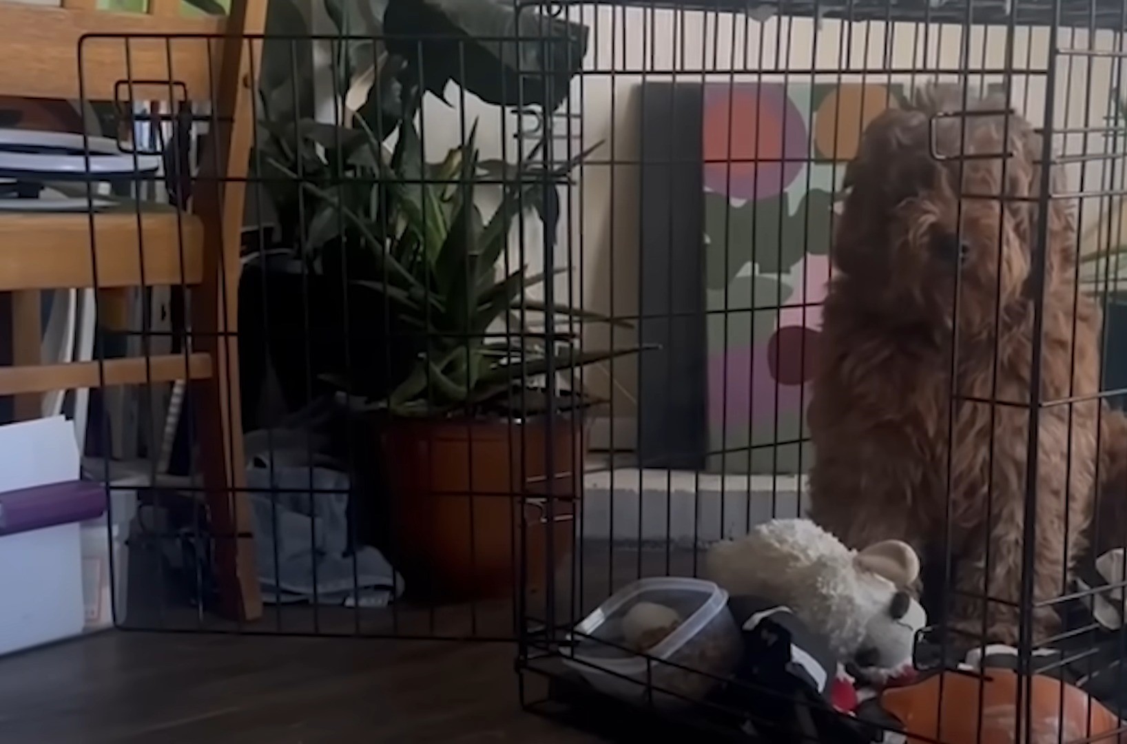 A brown shaggy poodle sits in a cage