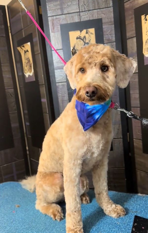A calm dog sits on the table