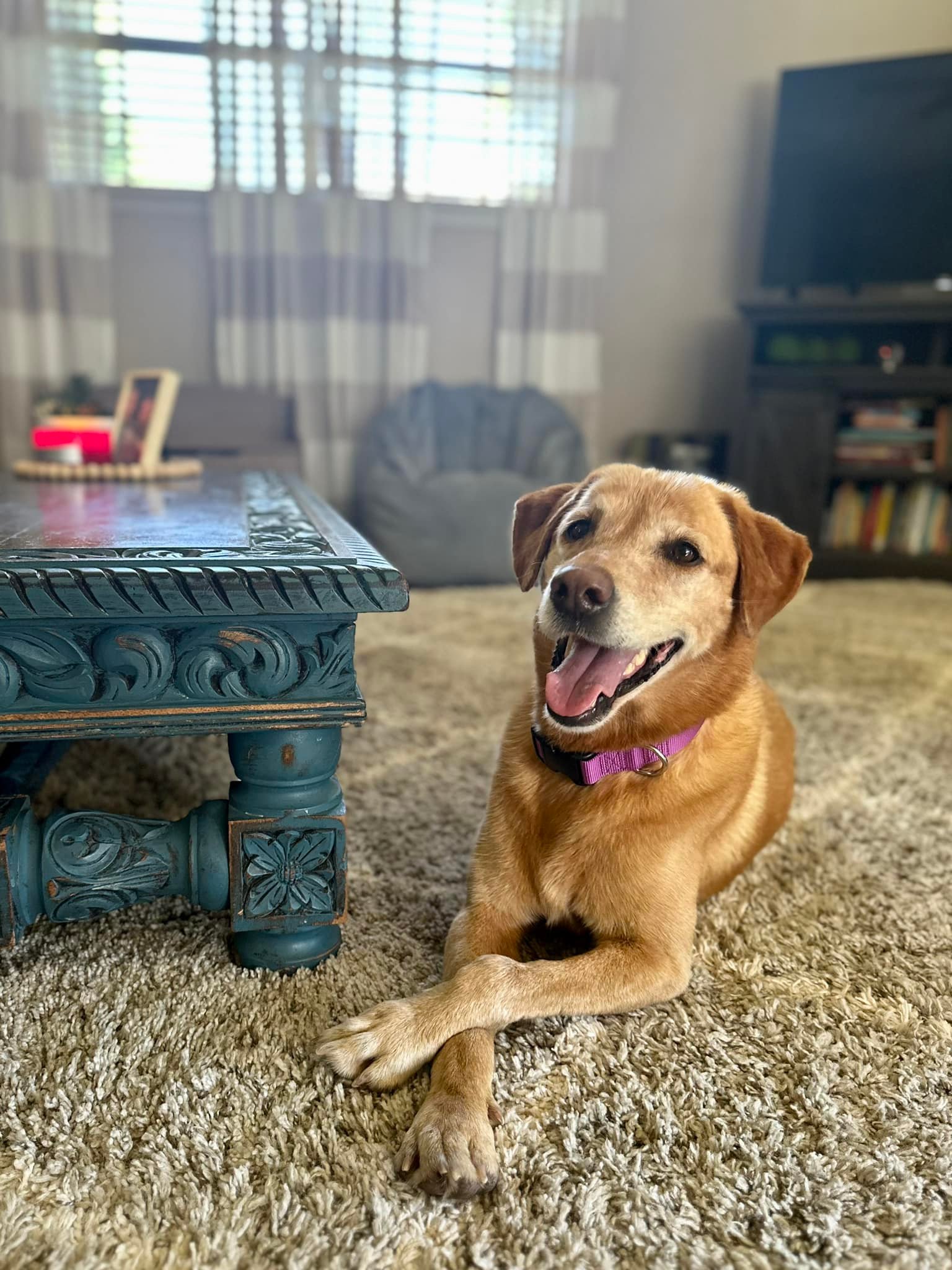 A cheerful dog lies on the floor next to the table