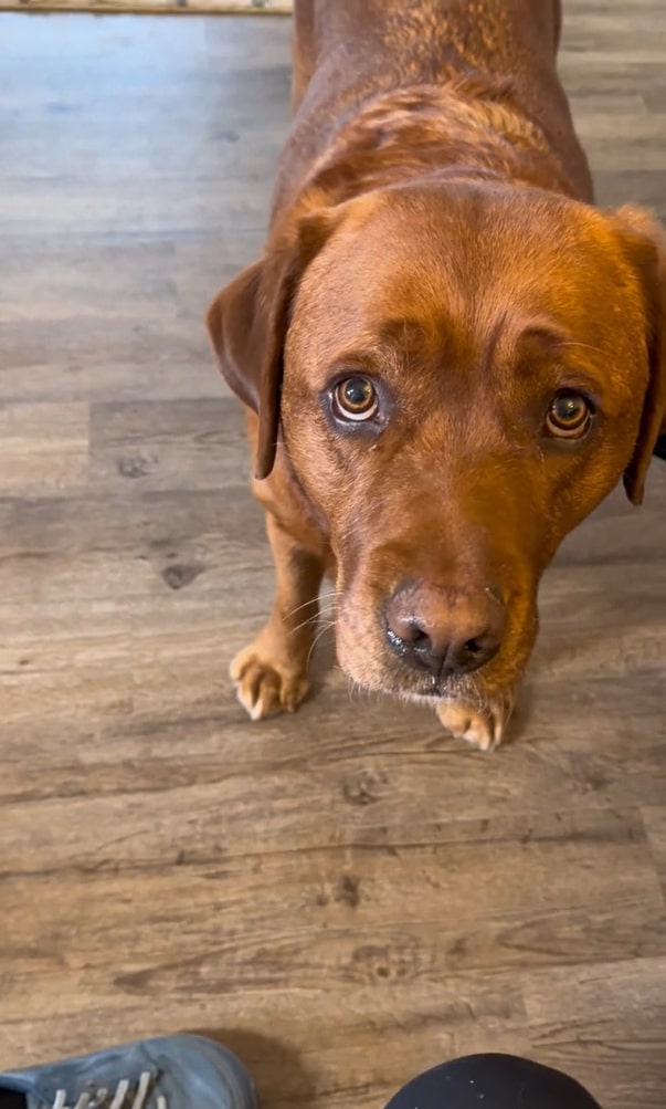 A confused puppy looks ahead