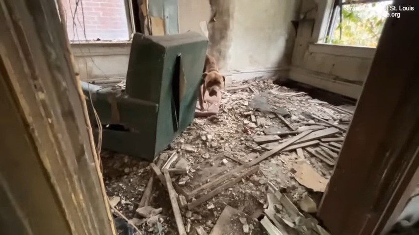 A dog peeks into an abandoned house