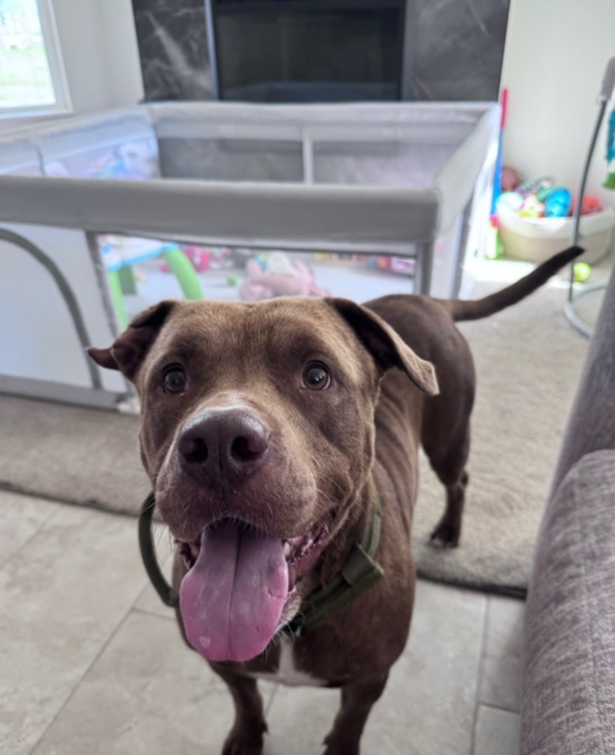 A dog with its tongue out stands in the living room