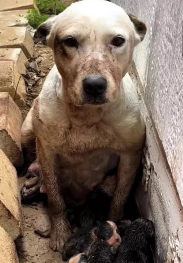 A dog with puppies is sitting on the ground