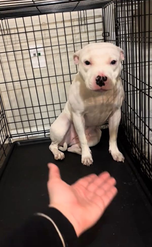 A man reaches out to a dog in a cage