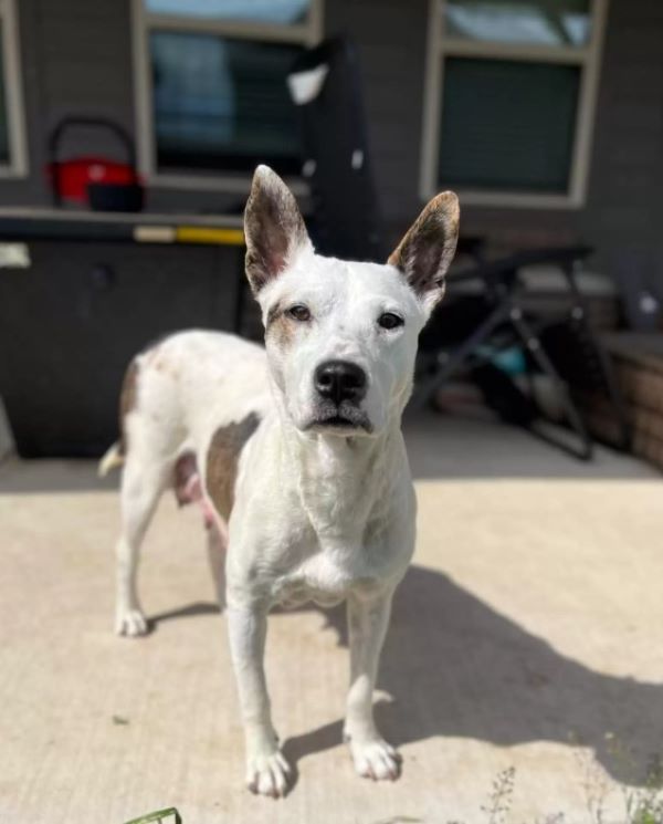 A serious dog stands and looks in front of him