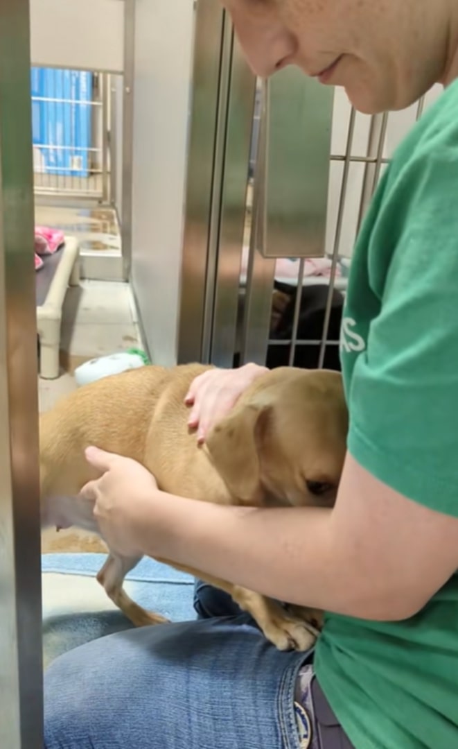 A small dog snuggled into a woman's lap