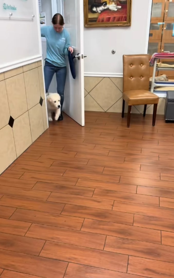 A woman and a dog enter the door