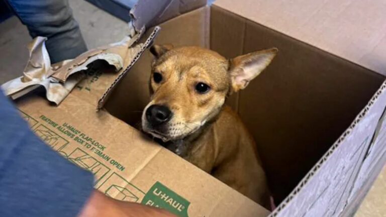 abandoned dog