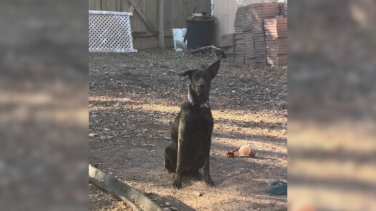 abandoned dog
