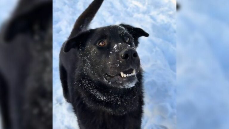 adopted dog