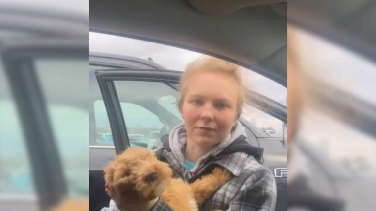 Adopted Goldendoodle